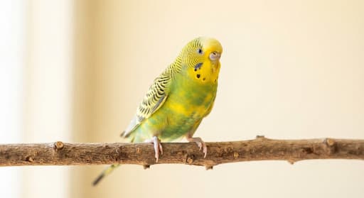 A bright yellow and green budgie perched on a natural branch for budgie whistle training.